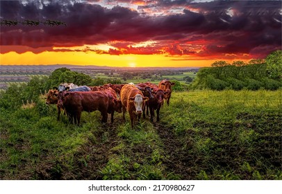A herd of cows in a pasture at dawn. Cow herd on pasture at dawn. Cows at dawn. Cow pasture at dawn - Shutterstock ID 2170980627