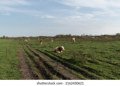 Herd Of Cows In Pasture, Domestic Animals In Free Range Farming During Sunny Day, Cattle In Field