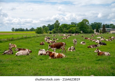 Herd of cows resting on green grass pasture, milk, cheese and meat production in Normandy, France - Shutterstock ID 2164623819
