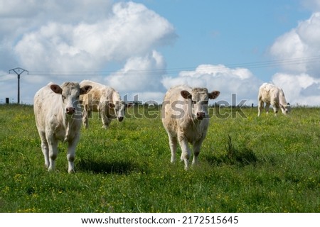 Herd of cows resting on green grass pasture, milk, cheese and meat production in Normandy, France
