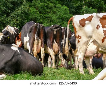 A herd of cows in a row, seen from behind and from aside, full udders, their rear side by side, with a background of trees.