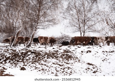 A herd of cows in a snowy meadow surrounded by leafless trees. Romania - Powered by Shutterstock