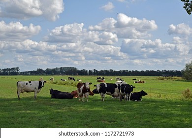 3,186 Cows shade Images, Stock Photos & Vectors | Shutterstock