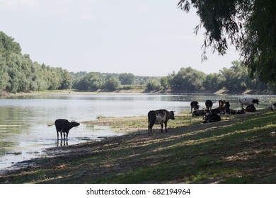 herd of cows standing in the shadow of forest trees by the river bank