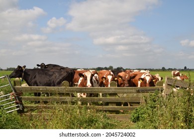 herd cows stands in front of a wooden fence in a meadow near Woerden, the Netherlands