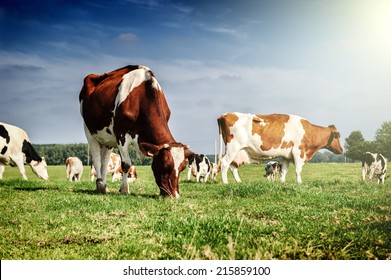 Herd of cows at summer green field - Powered by Shutterstock