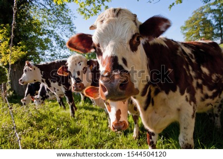 Herd of cows at summer green field. French landscape