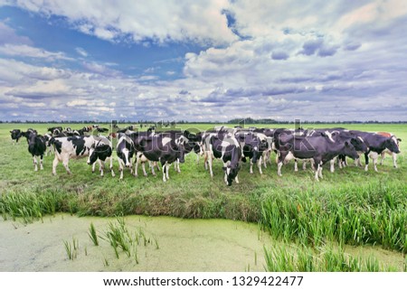 Similar – Salt marshes with blooming sea lilacs and beach mugwort, curious cattle behind the fence | Hallig Gröde