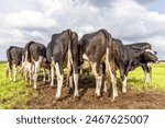 A herd of cows walking away, rumps and bums side by side, viewed from behind on a muddy field