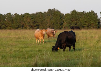 A Herd Of Crossbred Beef Cows In A Tall Bermudagrass Pasture In Late Summer