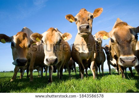 A herd of curious Jersey cows grazing out in the green field on a bright sunny day with a blue sky and trees in the background.