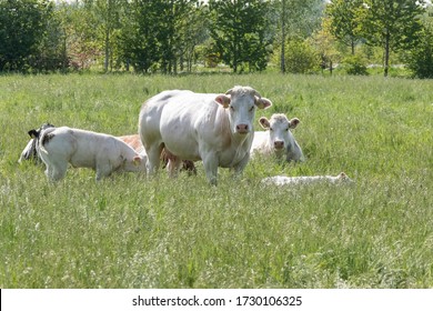Herd of curious white Charolais beef cattle in a pasture in a dutch countryside. With the cows standing in a line staring curiously at the camera.