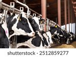 Herd of dairy cow in cowshed eating forage fodder.