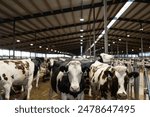 A herd of dairy cows inside a large, modern barn with ample lighting and spacious stalls