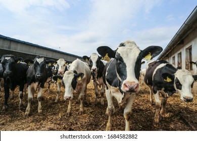 A Herd Of Dairy Cows. Livestock Farm In The UK.