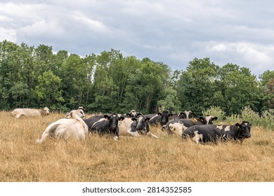 Herd of dairy cows lying down and resting in a dry grass pasture field. Holstein and white cattle chewing the cud on a countryside meadow with trees in the background.