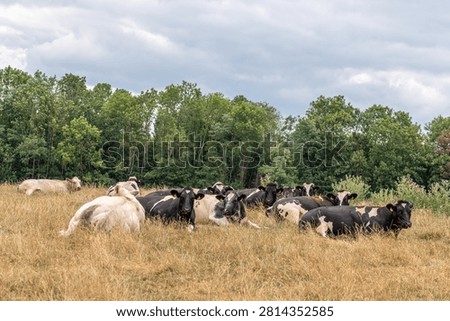 Herd of dairy cows lying down and resting in a dry grass pasture field. Holstein and white cattle chewing the cud on a countryside meadow with trees in the background.