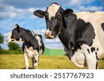 Herd of dairy cows in the middle of fields in the countryside in France.