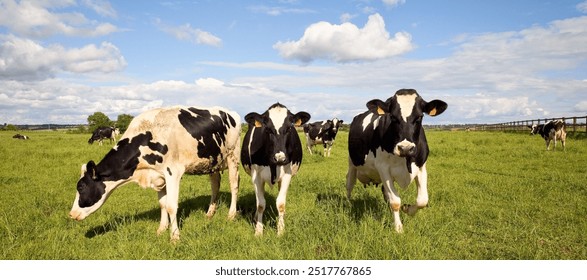 Herd of dairy cows in the middle of fields in the countryside in France. - Powered by Shutterstock