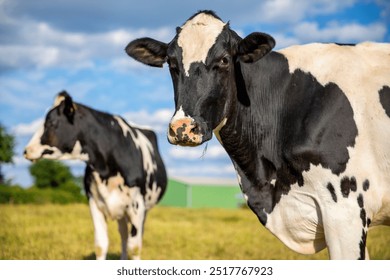 Herd of dairy cows in the middle of fields in the countryside in France. - Powered by Shutterstock