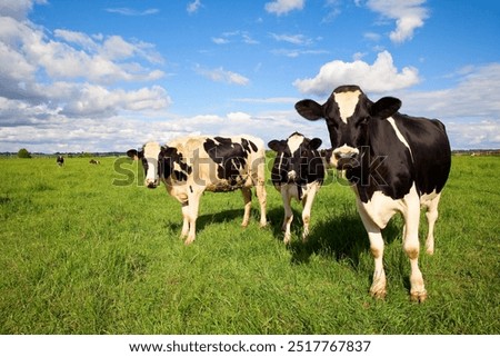Herd of dairy cows in the middle of fields in the countryside in France.