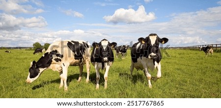 Herd of dairy cows in the middle of fields in the countryside in France.