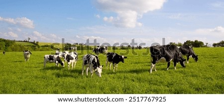 Herd of dairy cows in the middle of fields in the countryside in France.
