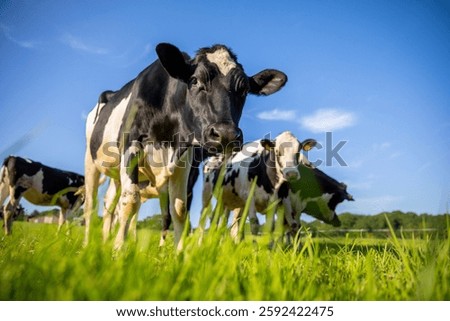 Herd of dairy cows in the middle of fields and pastures in France in spring.