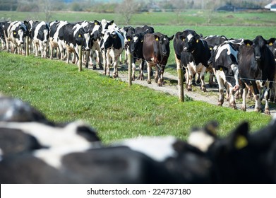 Herd Of Dairy Cows Walking On Farm Path 