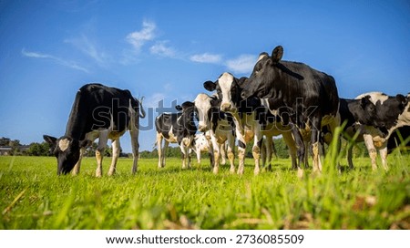 Herd of dairy cows in the wild in the fields of green grass.
