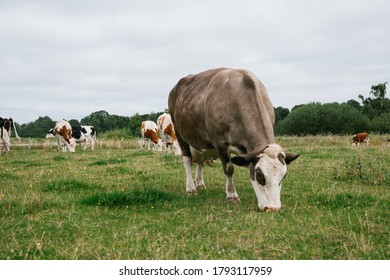 A herd of Danish cows grazing on a pasture