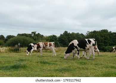 A herd of Danish cows grazing on a pasture
