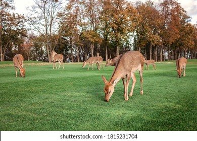 Herd of dappled deer, young and adult, eating green grass on the meadow at national park, wild animals, nature and planet, autumn outdoor