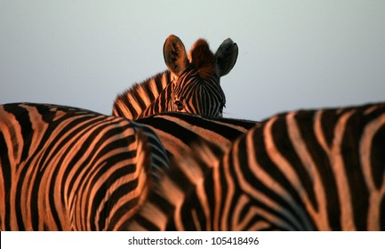 A Herd / Dazzle Of Burchells Zebra, In This Beautiful Landscape Photo With Golden Morning Light And One Zebra Peeking At Us,taken In Addo Elephant National Park, Eastern Cape,south Africa