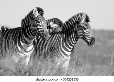 A Herd / Dazzle Of Burchells Zebra, In This Beautiful Landscape Photo With Golden Morning Light And One Zebra Peeking At Us,taken In Addo Elephant National Park, Eastern Cape,south Africa