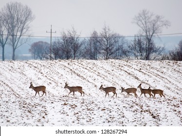 Herd of deer