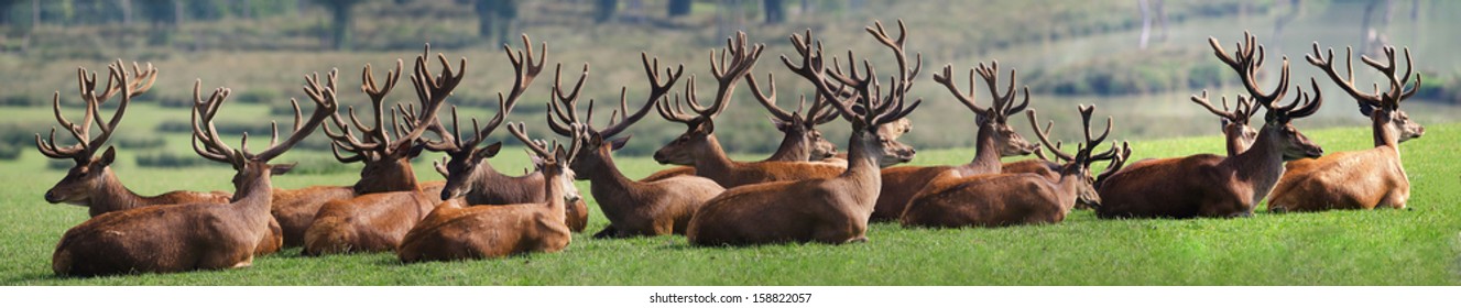 the herd of deer