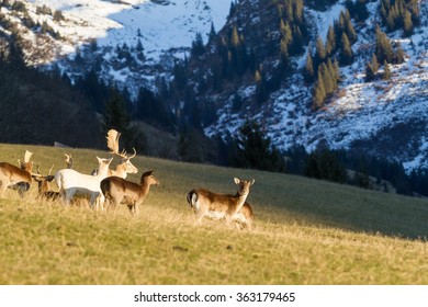 Herd of deer