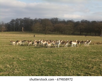 Herd of deer