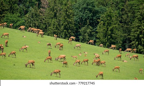 A herd of deer