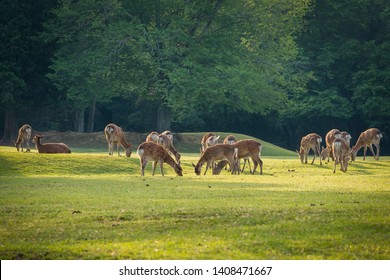 A herd of deer eating on the open meadow at sunlight on the morning  day ,a flock of deer grazing on green grass field near a forest  - Powered by Shutterstock