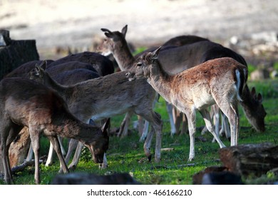 Herd Deer Grazing On Lawn Stock Photo 466166210 | Shutterstock