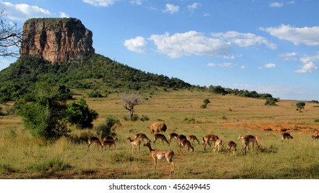 A Herd Of Deer Grazing On Open Plains In Limpopo Province, South Africa