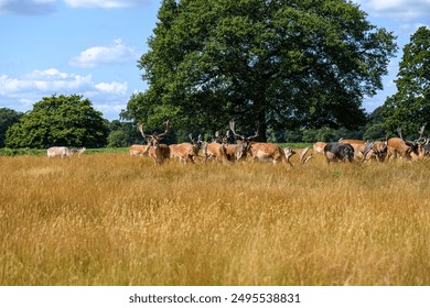 A herd of deer grazing in a sunlit meadow near Hampton Court, surrounded by tall grasses and lush trees under a clear blue sky, showcasing the natural beauty and wildlife of the area - Powered by Shutterstock