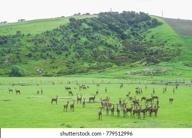 herd of deer in the green field at hill in New Zealand