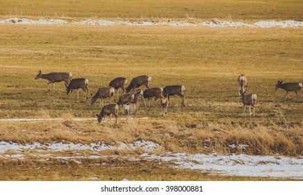 Herd Of Deer In A Large Farm Field In Montana.