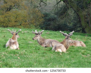 Herd of Deer lying down resting