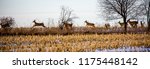 Herd of deer (odocoileus virginianus) running through a Wiscosin cornfield