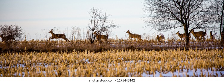 Herd of deer (odocoileus virginianus) running through a Wiscosin cornfield