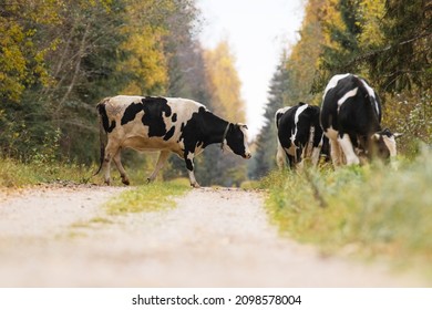 A herd of domestic black and white cows walking on a road between autumnal forests in Estonian countryside, Northern Europe.